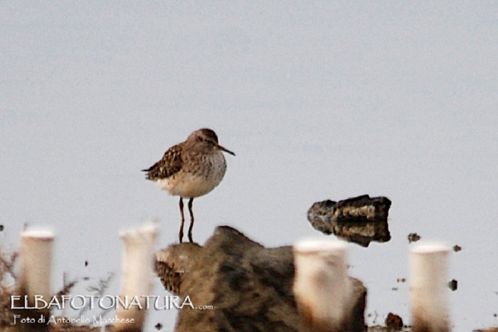Piro Piro boschereccio (Tringa glareola) ? S !